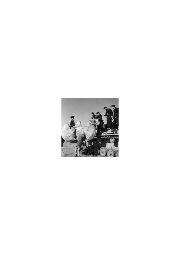 Windhund division - 16. infanterie-division (mot.) Windhund division - 16. infanterie-division (mot.)