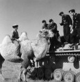 Windhund division - 16. infanterie-division (mot.) Windhund division - 16. infanterie-division (mot.)